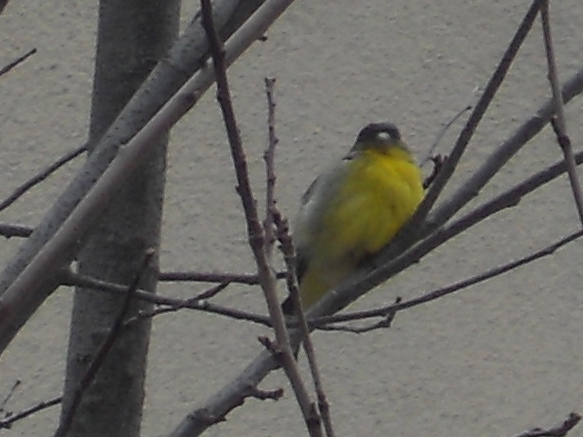 Lesser Goldfinch - edited photo exported from iPhoto